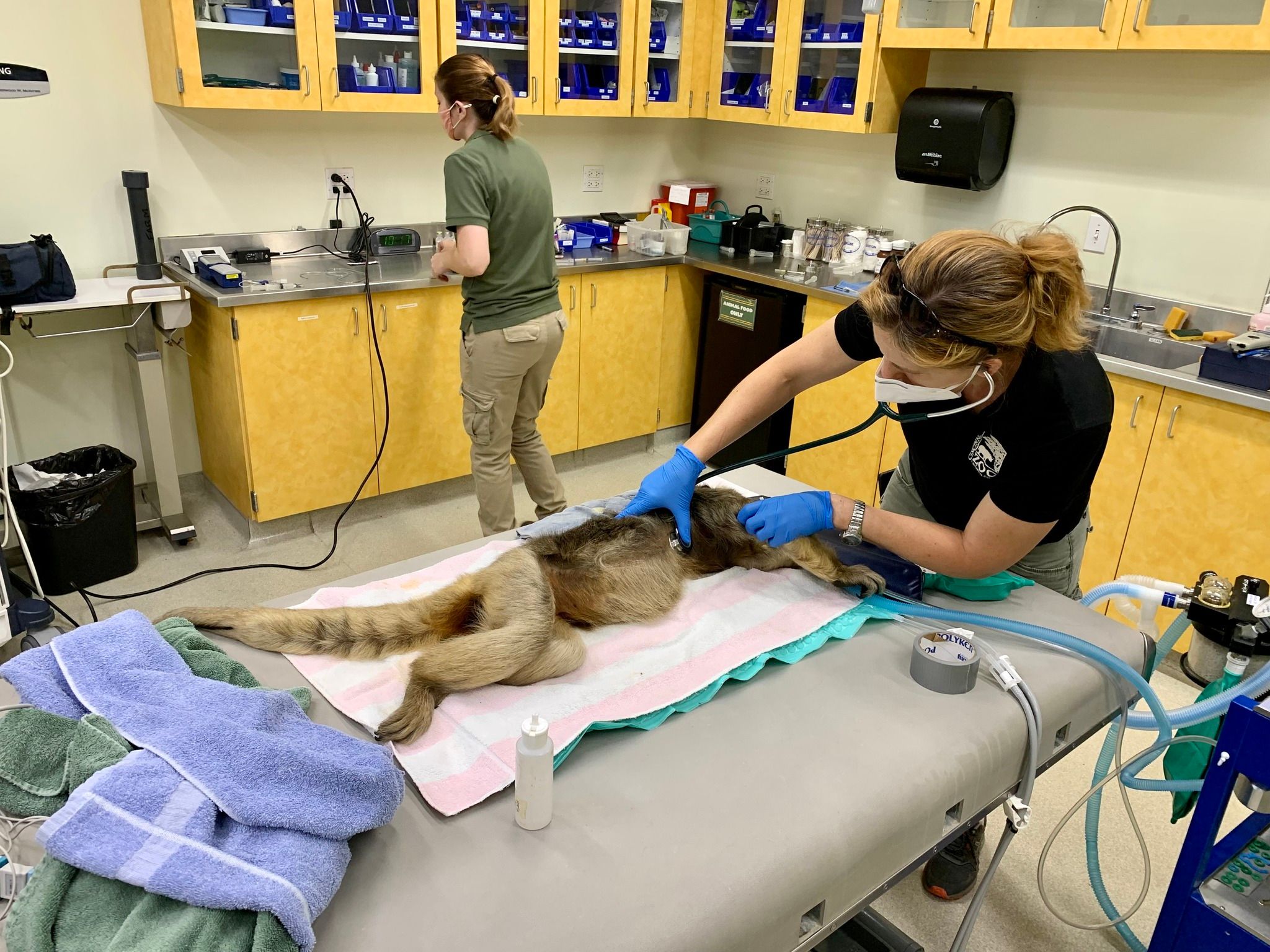 A Howler Monkey on an exam table during a Vet Visit