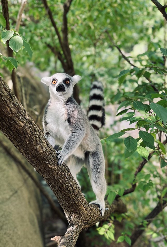 Ring Tailed Lemur on a Tree Branch