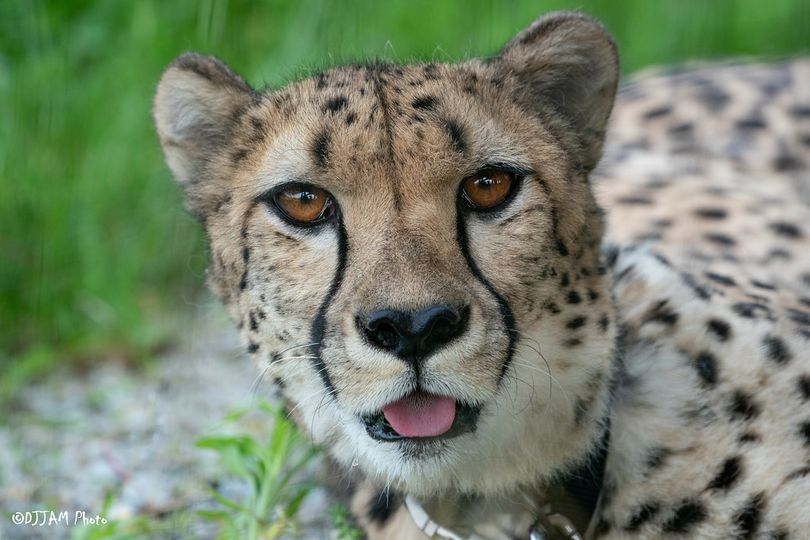 Kris, the Cheetah, with mouth open and tongue slightly out