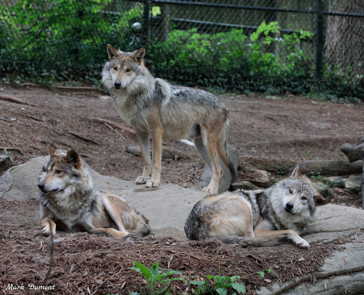 3 Mexican Wolves on a Hillside