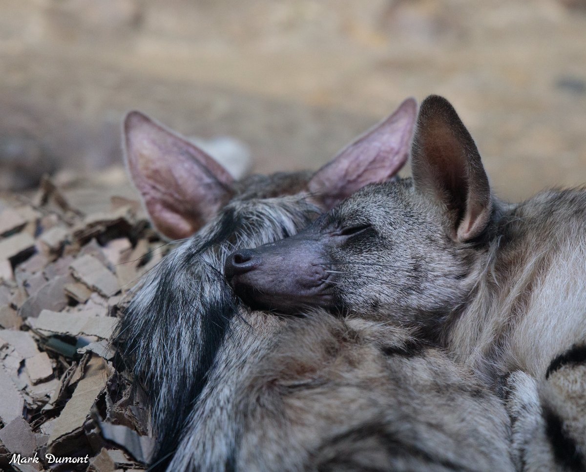 Aardwolf face asleep on another's neck