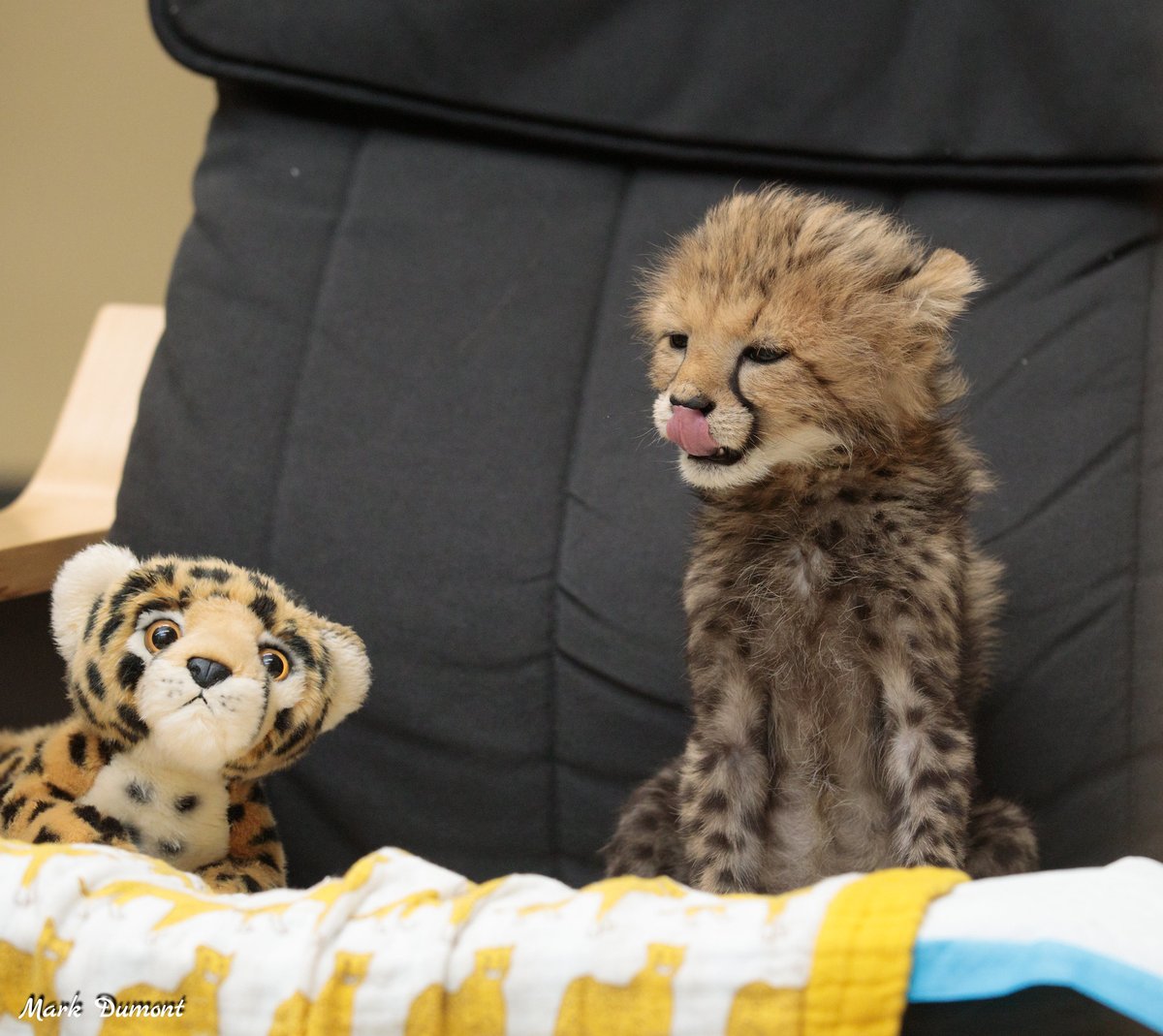 Cheetah Cub Rozi licking her lips in a black office chair