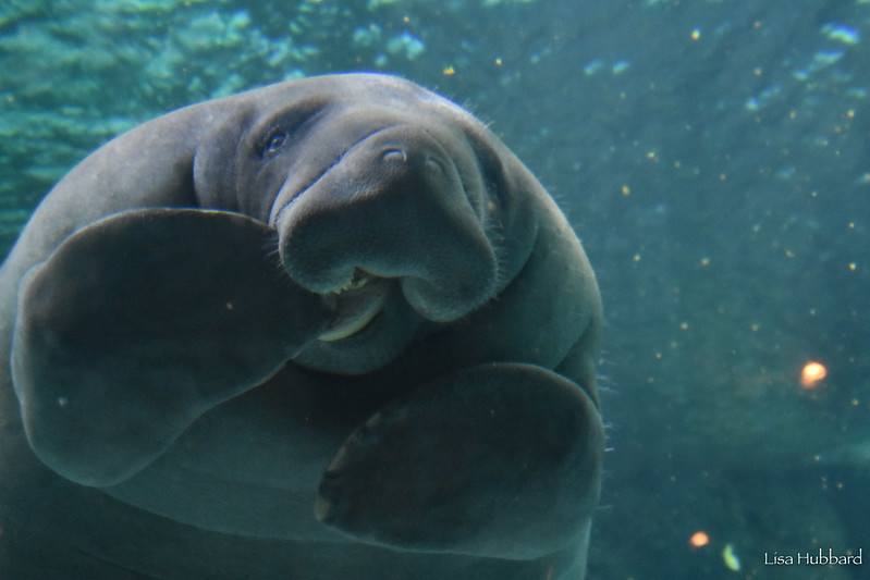Manatee Close Up