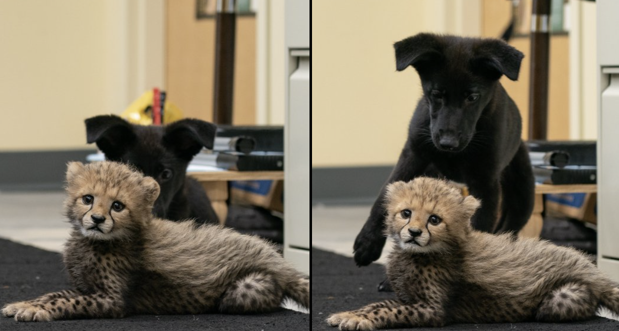 side by side photos of Rozi and Daisy before ans after a sneak attack attempt