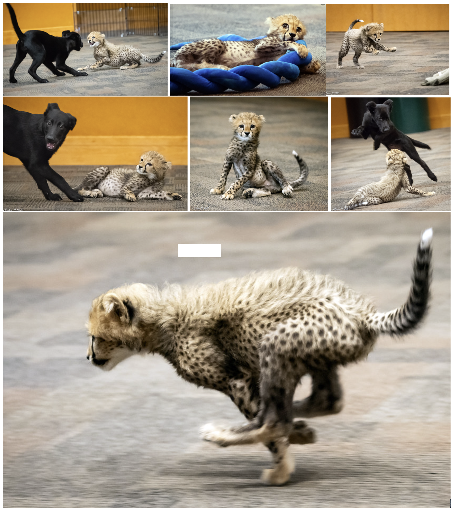 Several Photos of a Rozi and Daisy Play Date