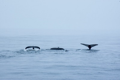 Photo by Ron Wilson