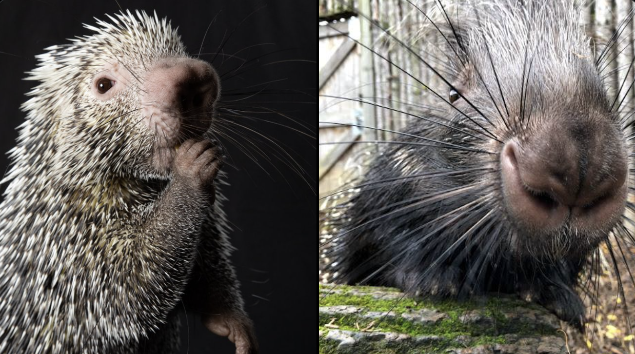 Side by side photo of Rico and Quilliam close-ups